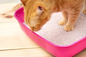 cat stopped using cat flap